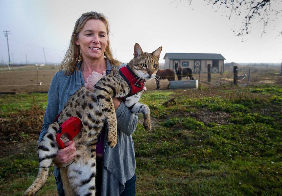 Бенгальская Саванна кошка