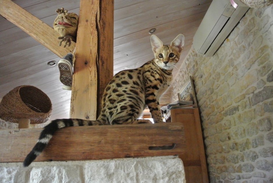 Кошка Мейн Саванна