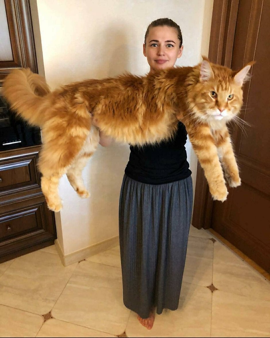 Бенгальская кошка