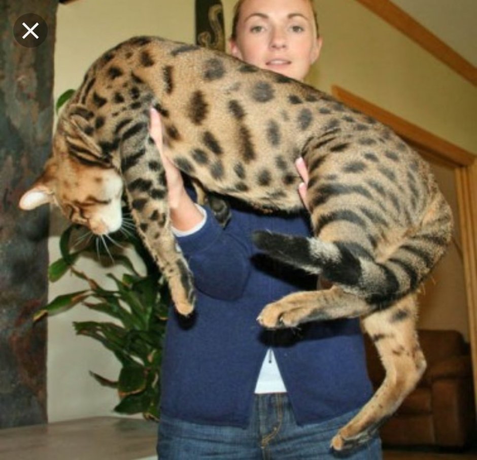Кошка Саванна и сервал