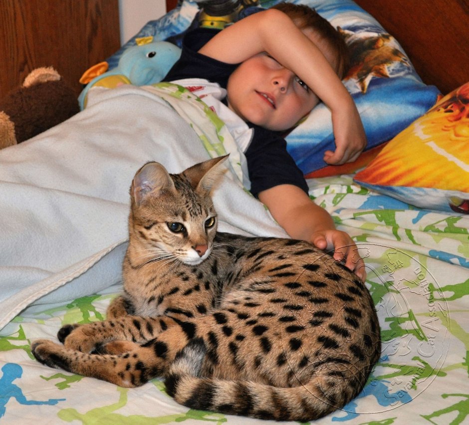 Кошка Саванна и Мейн кун