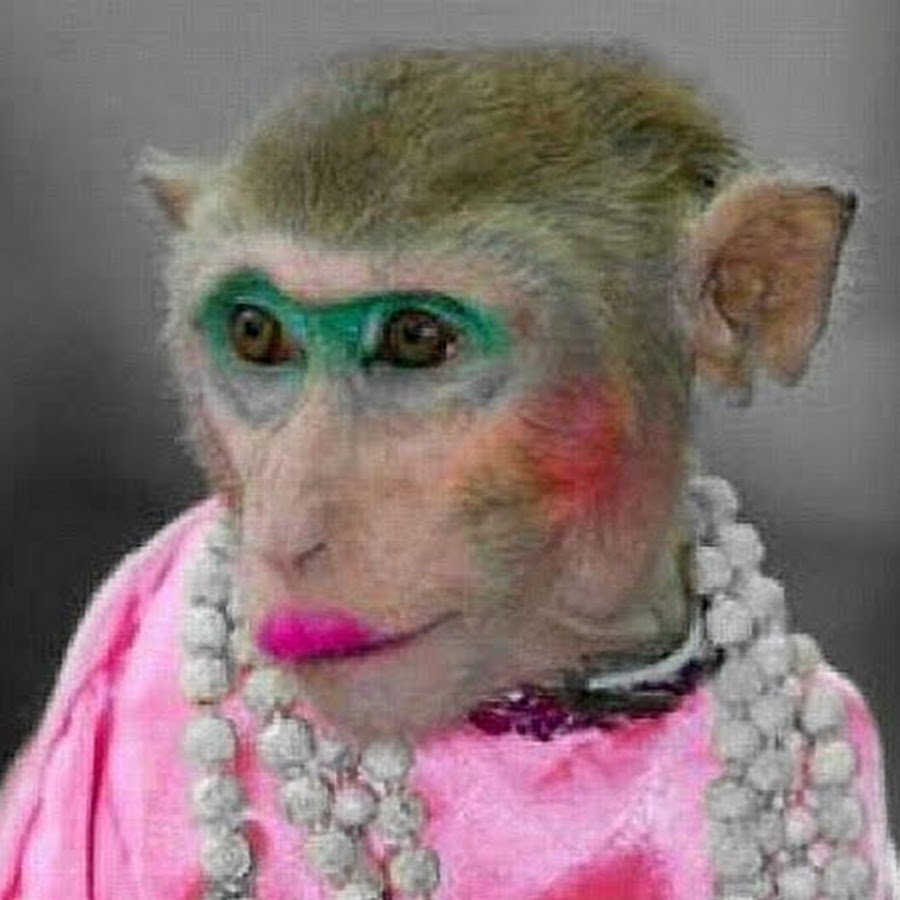 Лысый уакари