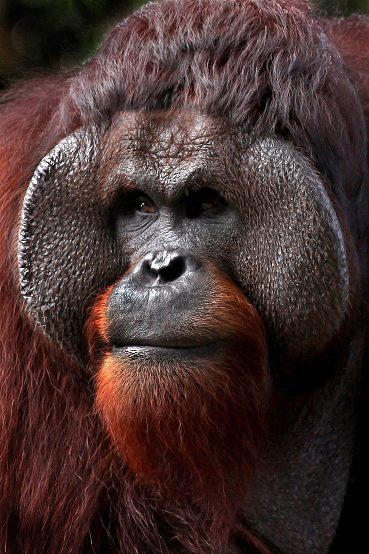 Бородатая обезьяна