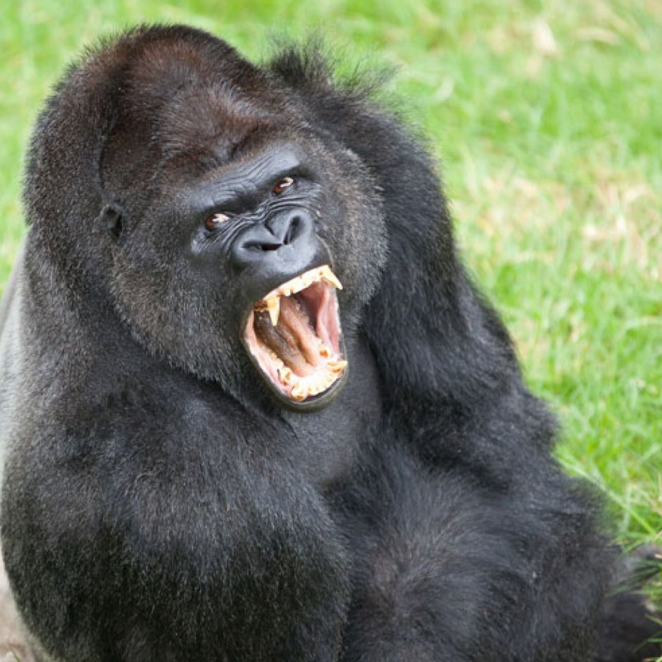 Уакари обезьяна