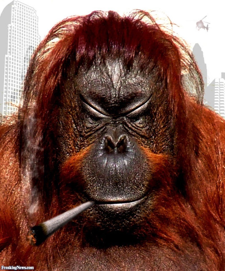 Орангутан носач