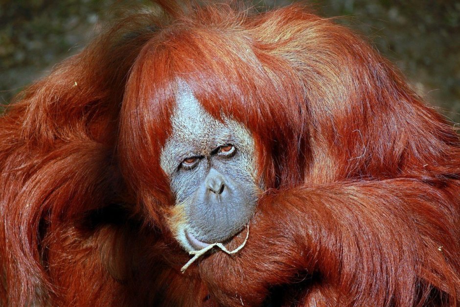 Лохматая обезьяна