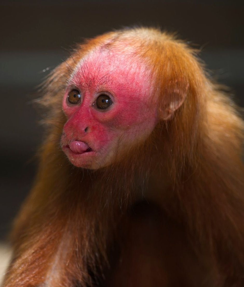 Обезьяна Гелада