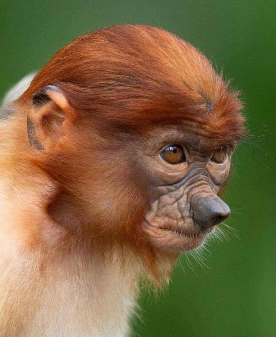 Обезьянка Императорский Тамарин