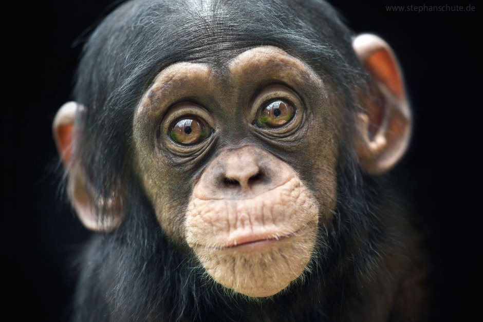 Самая страшная обезьяна