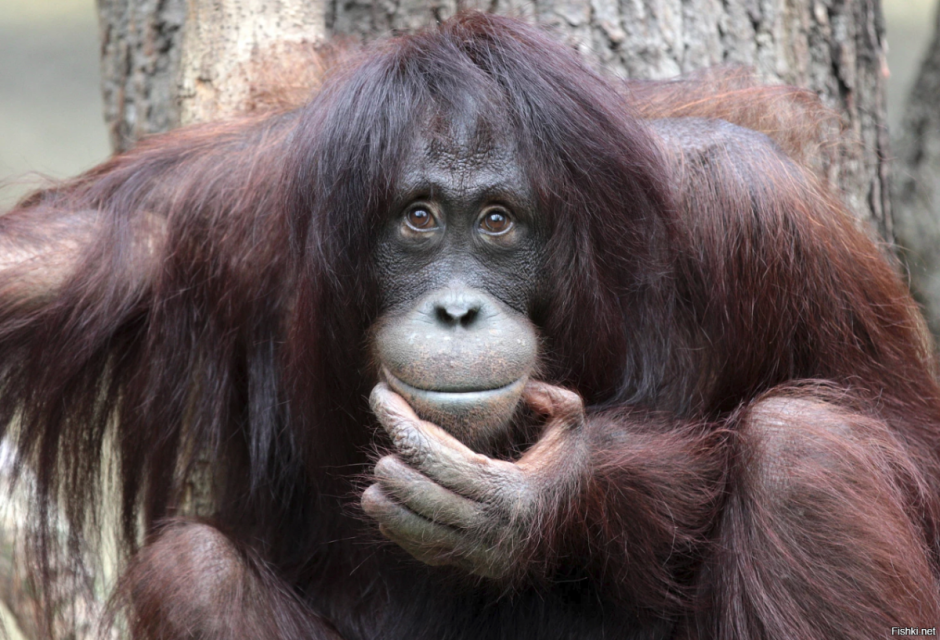 Павиан Гелада