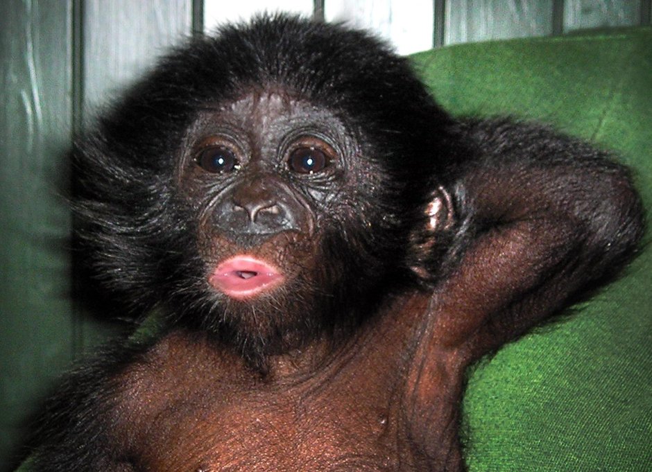 Орангутанг Ревун