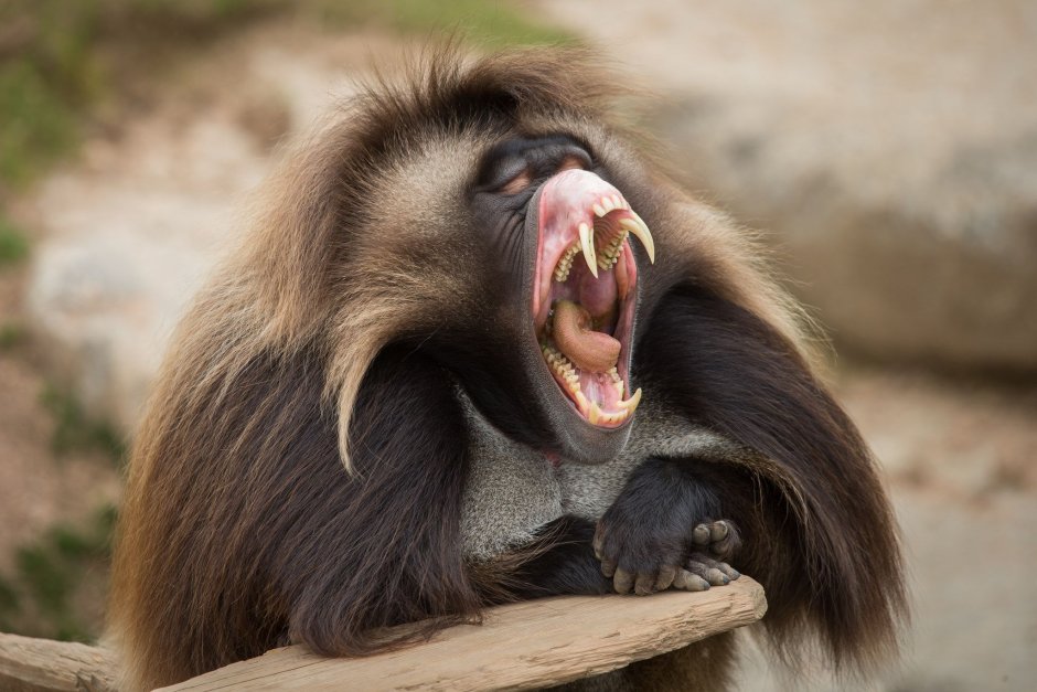 Обезьяна с длинными волосами