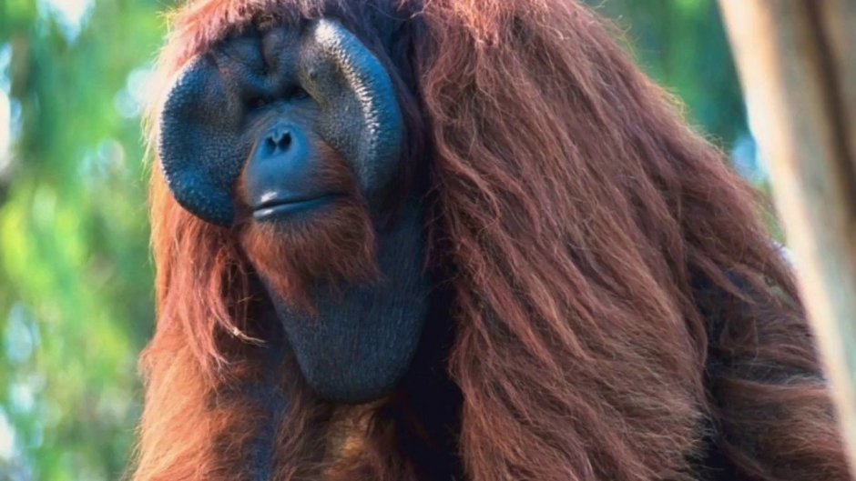 Обезьяна гамадрил