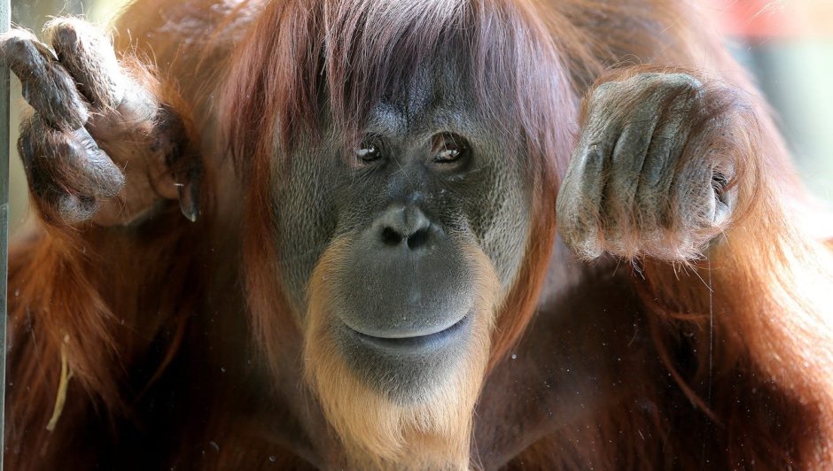 Некрасивая обезьяна