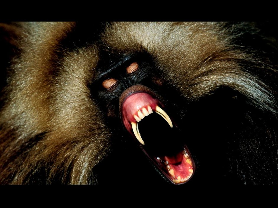 Примат лысый уакари