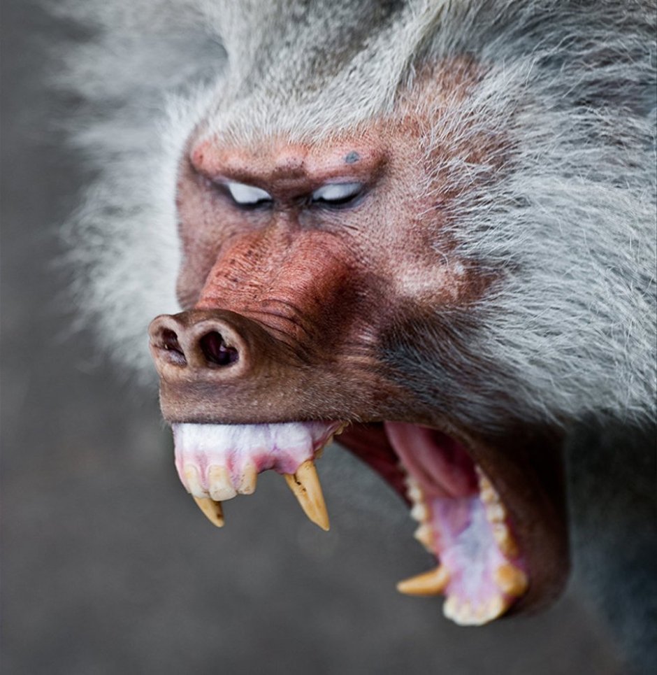 Суматранский орангутан (pongo abelii)