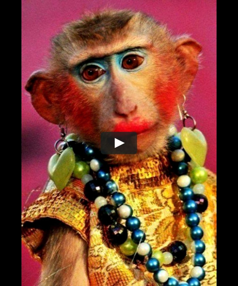 Черноголовый уакари