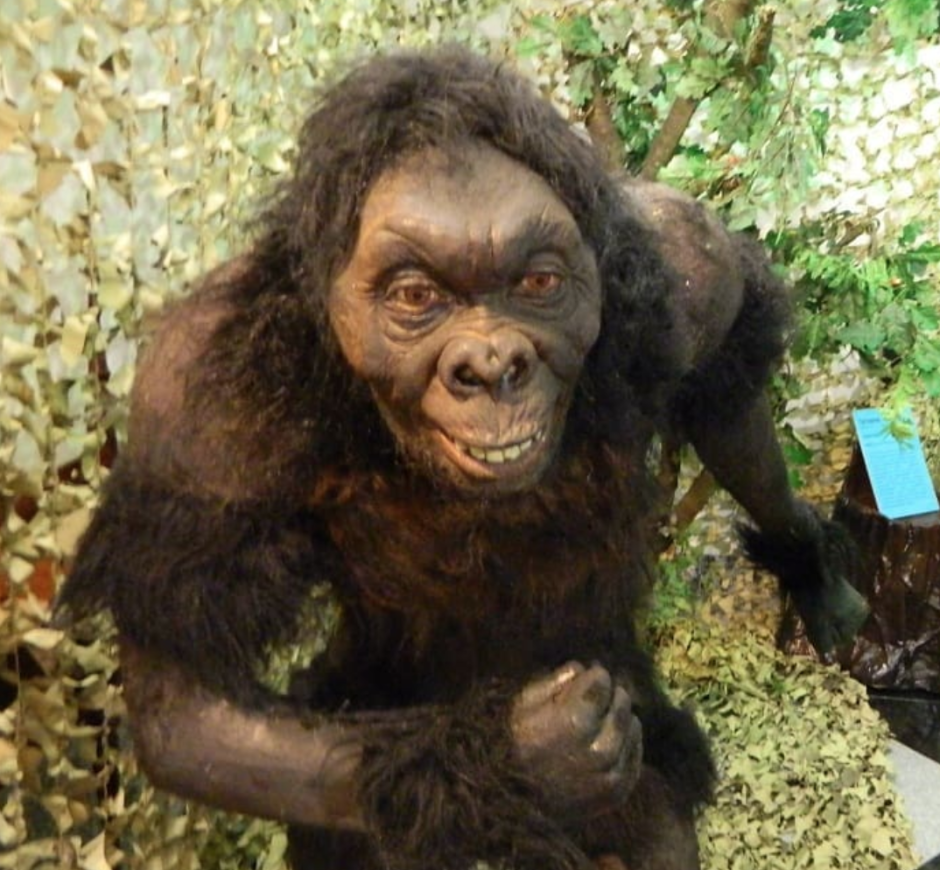 Бабуин Савельев