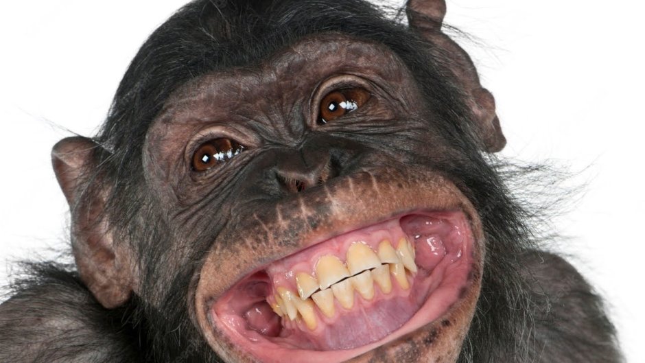 Зубастая обезьяна