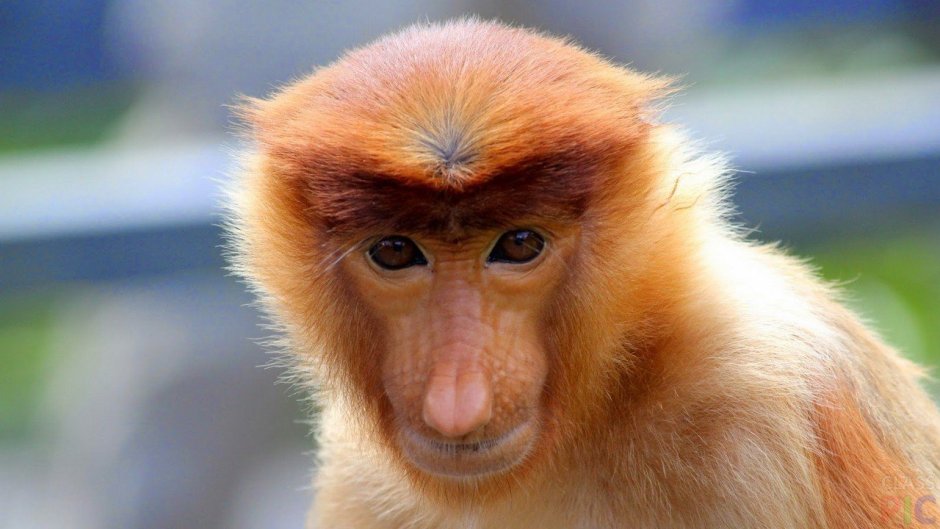 Обезьянка с макияжем