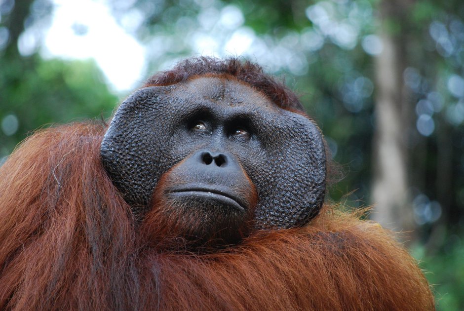 Лысый уакари