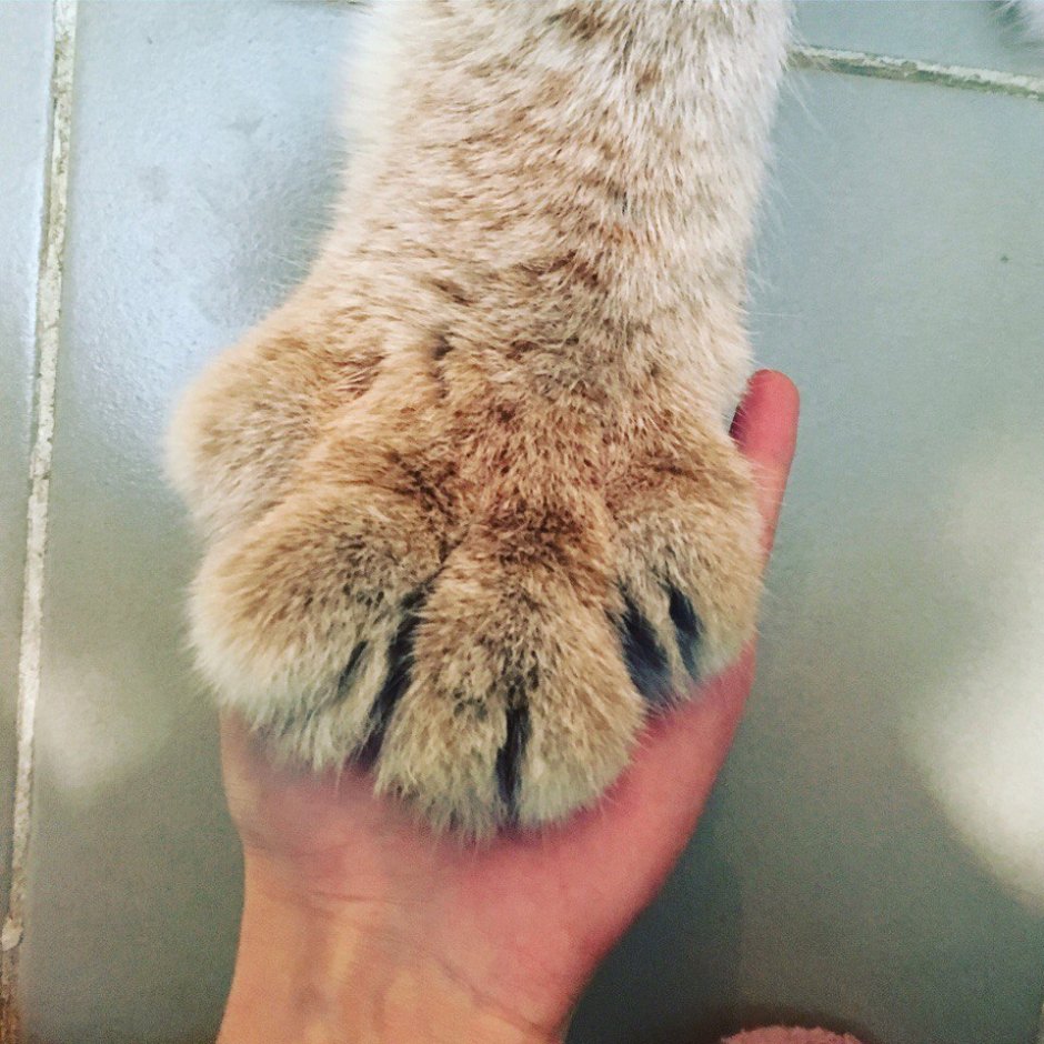 Подушечки лап рыси