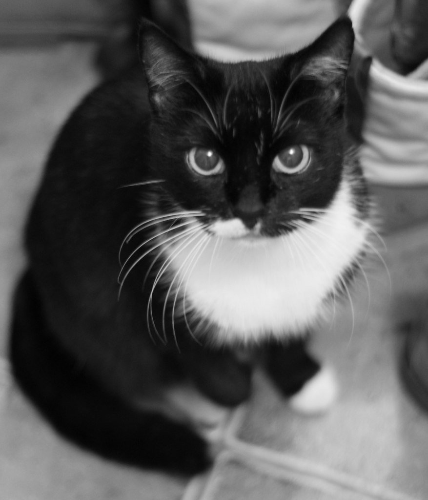 Дворянская кошка черно белая
