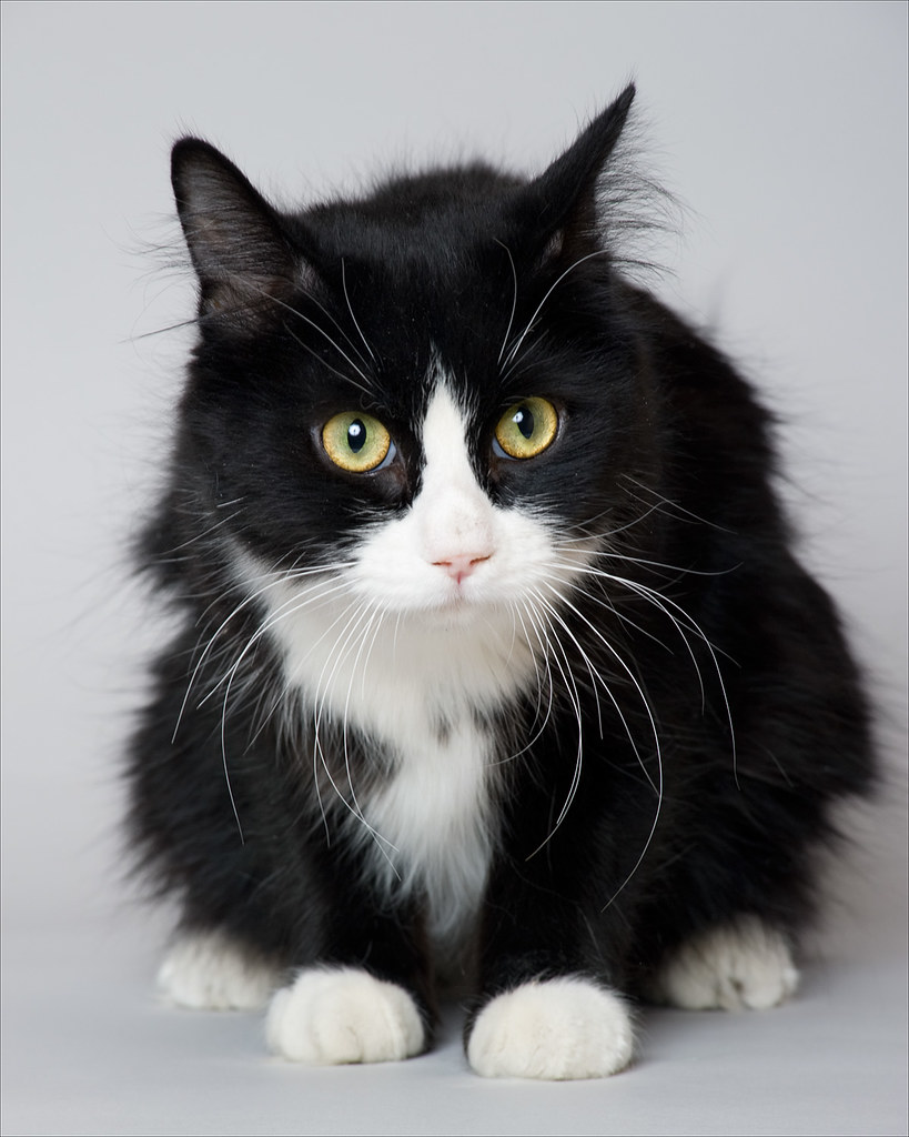 Рагамаффин биколор