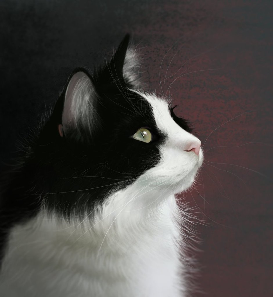 Черно белая кошка