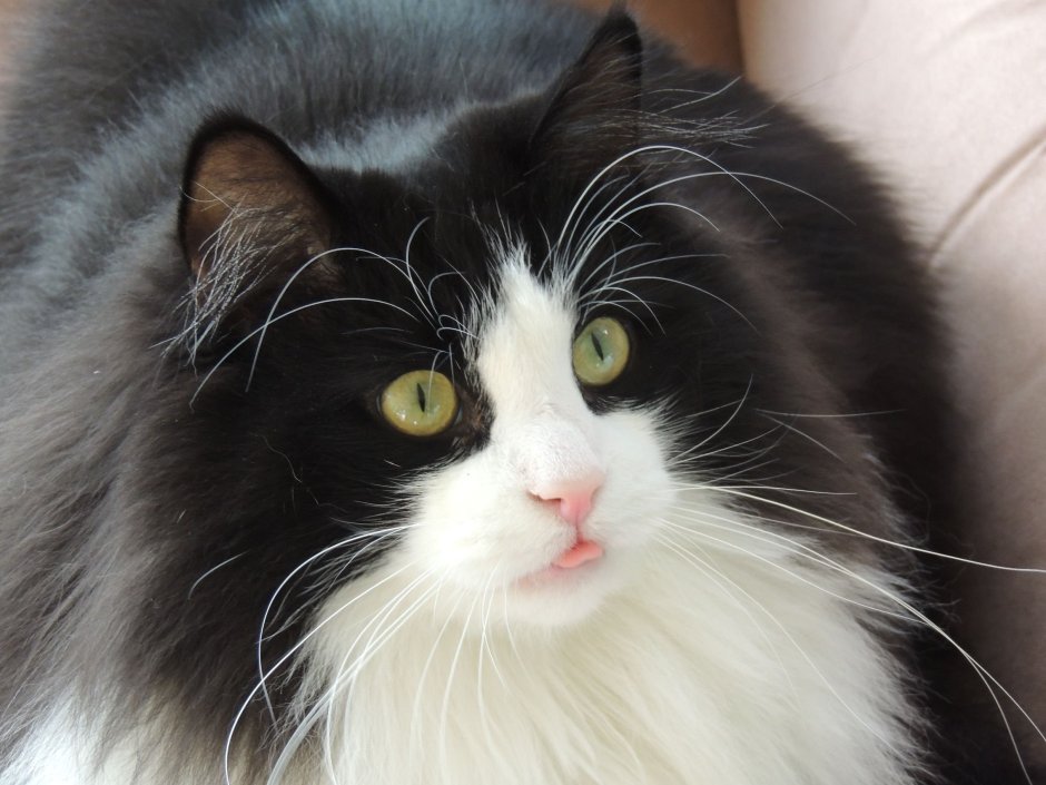 Норвежская Лесная кошка биколор