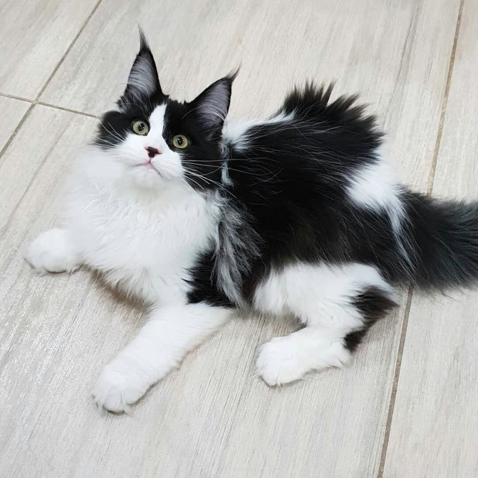 Черный биколор Мейн кун