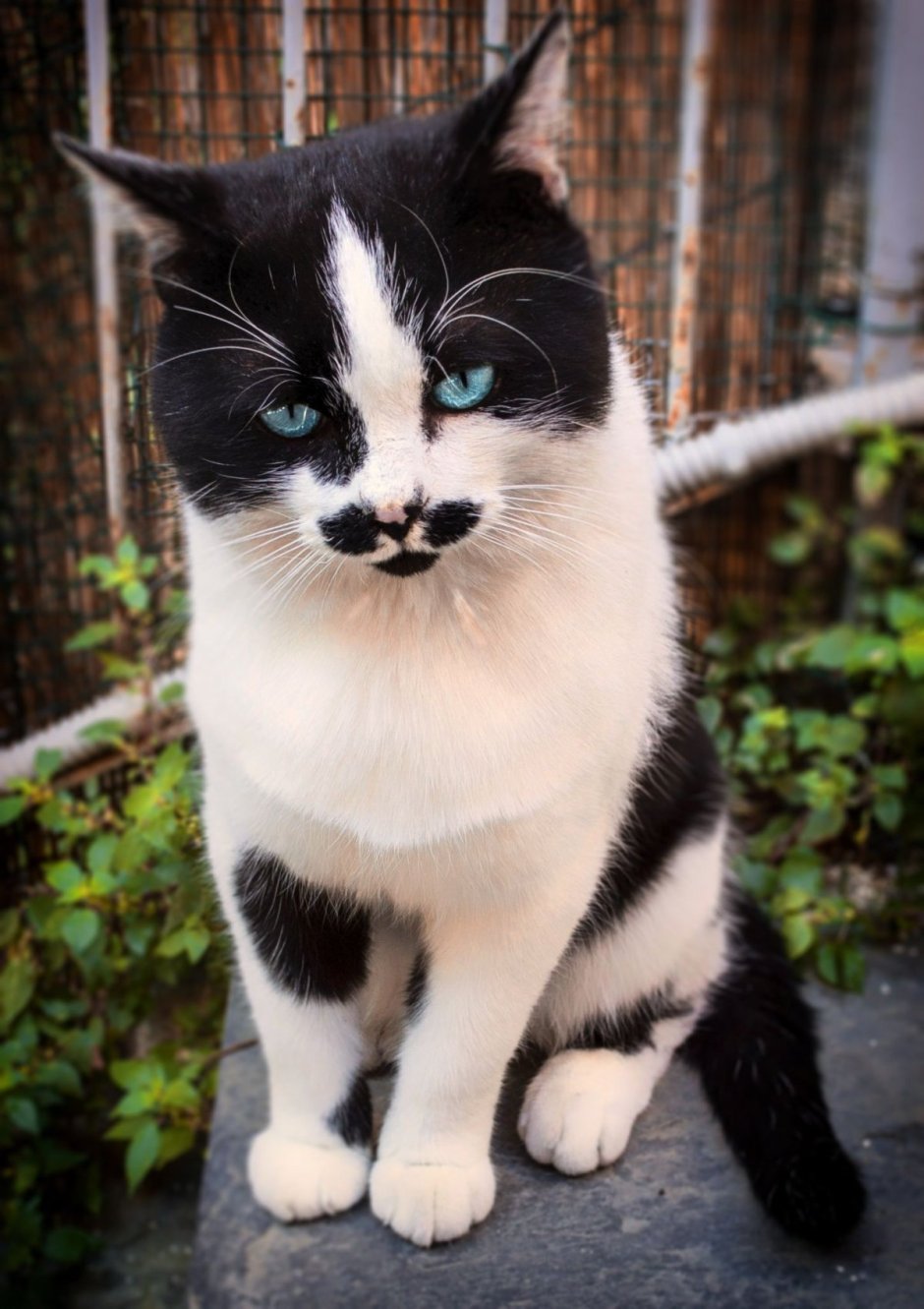 Мэнский кот биколор