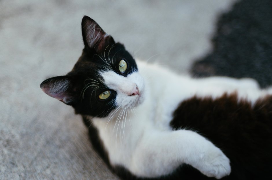 Сибирская биколор короткошерстная кошка