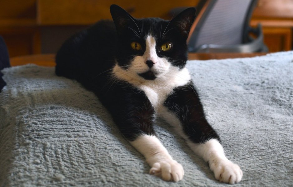 Черно белый кот на диване