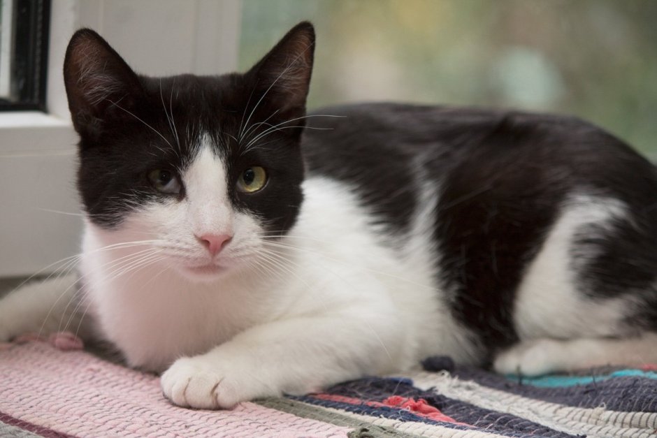 Беспородные кошки черно белые