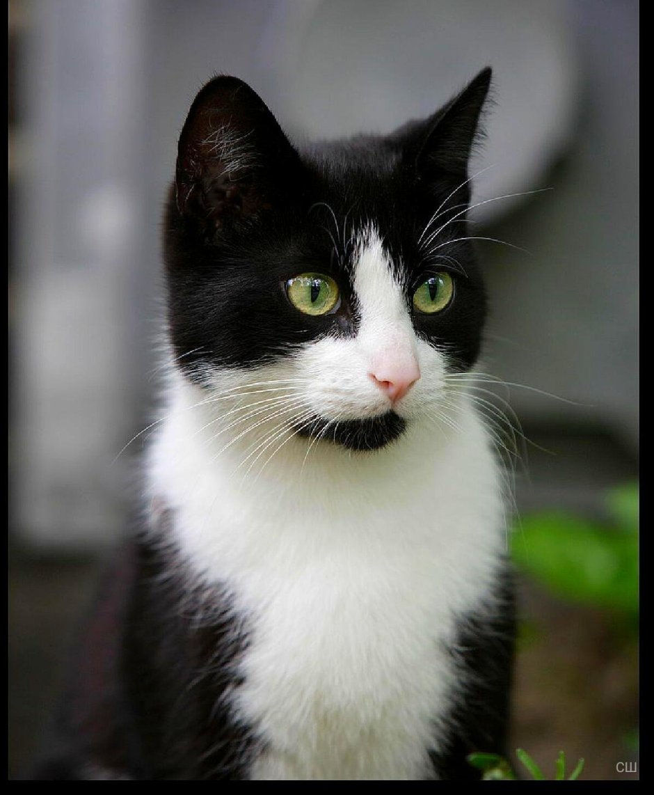 Черно белый кот гладкошерстный