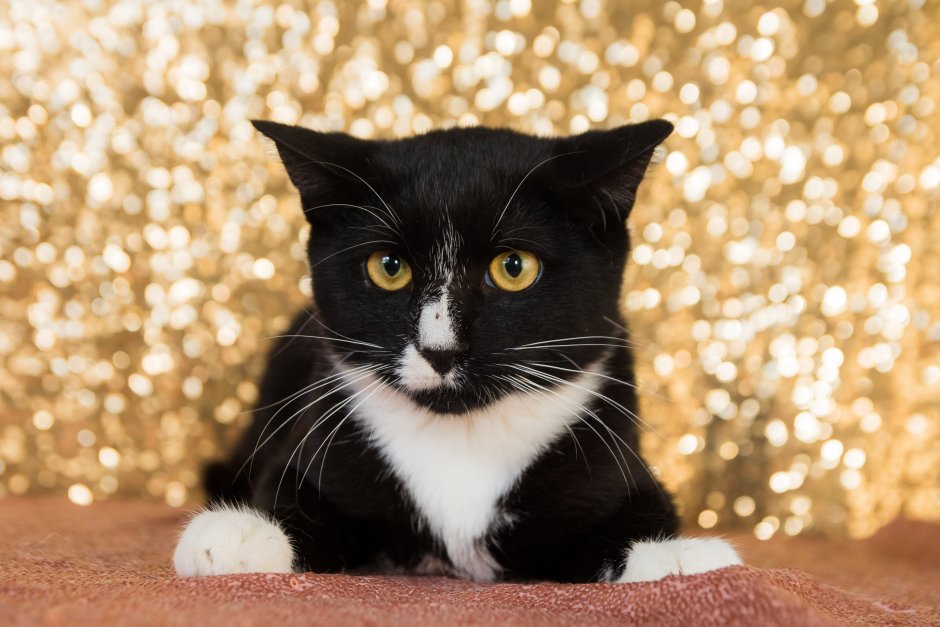 Черно белые коты