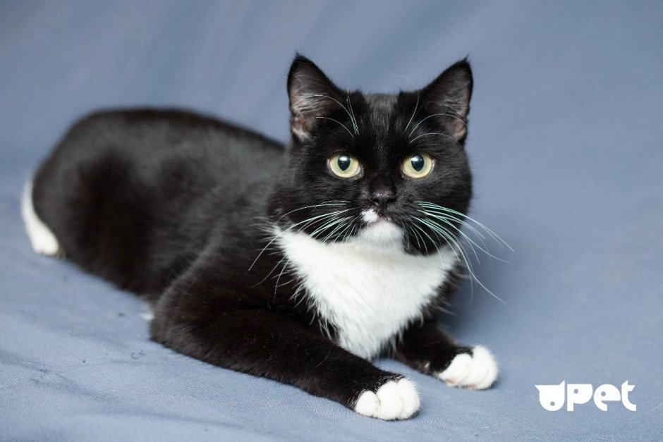 Акринская порода кот