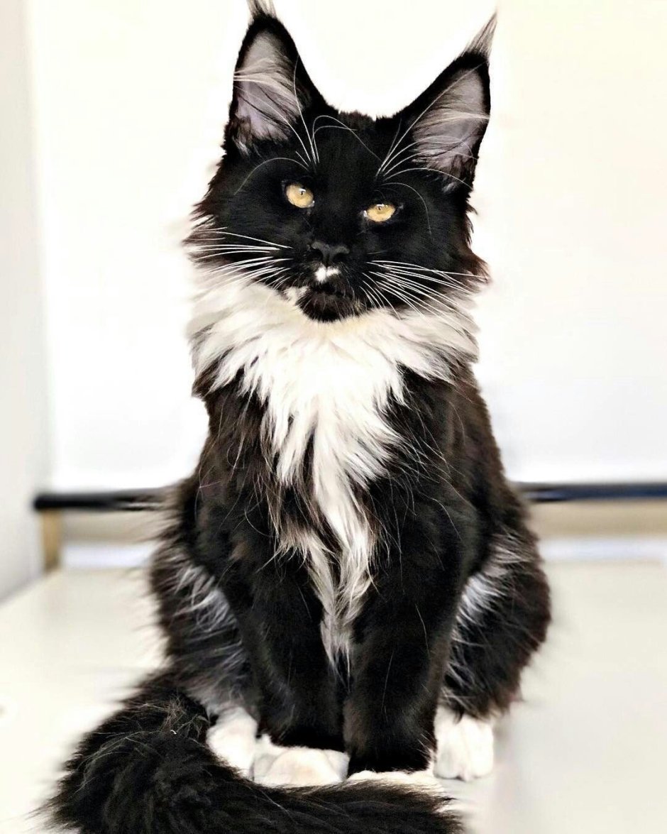 Кошка Мейн кун