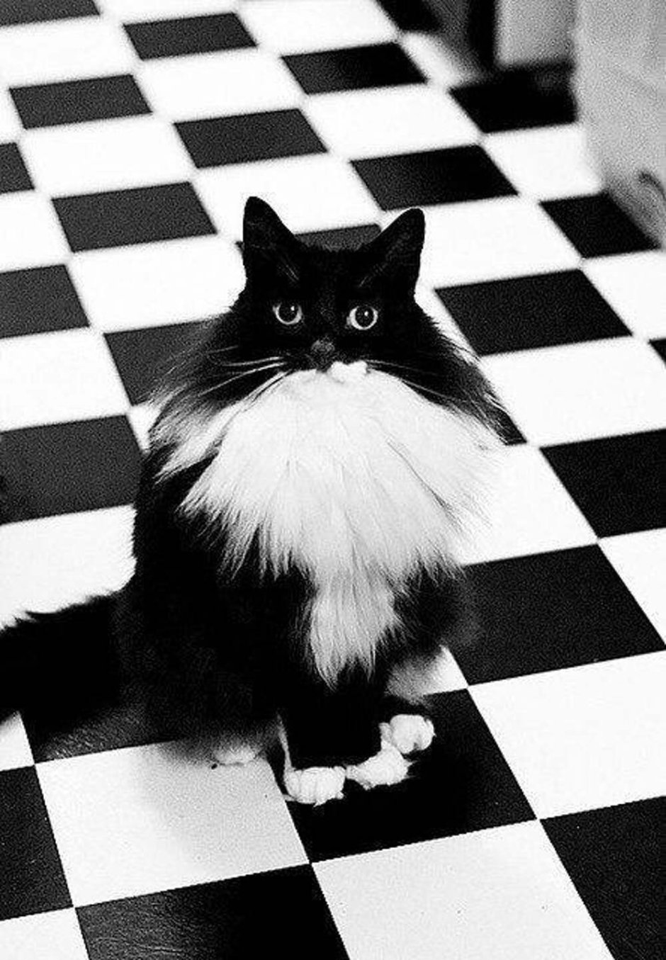 Чёрно-белый красивый кот