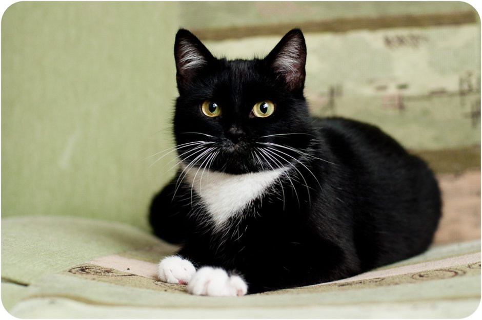 Сибирская биколор короткошерстная кошка