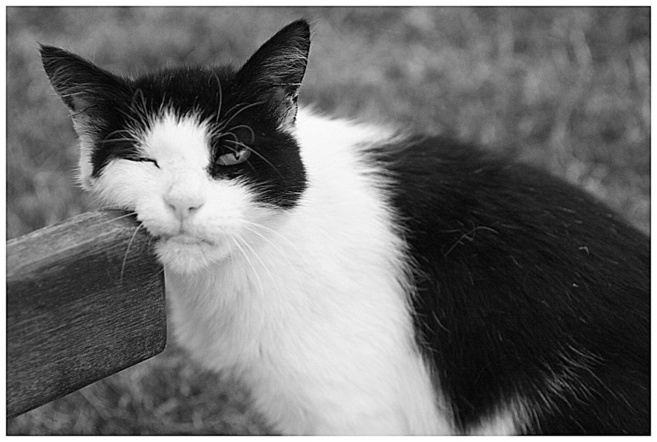 Котик черно белый