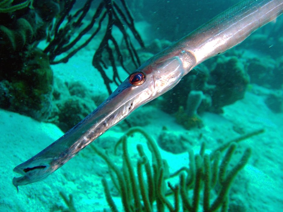 Aulostomus maculatus