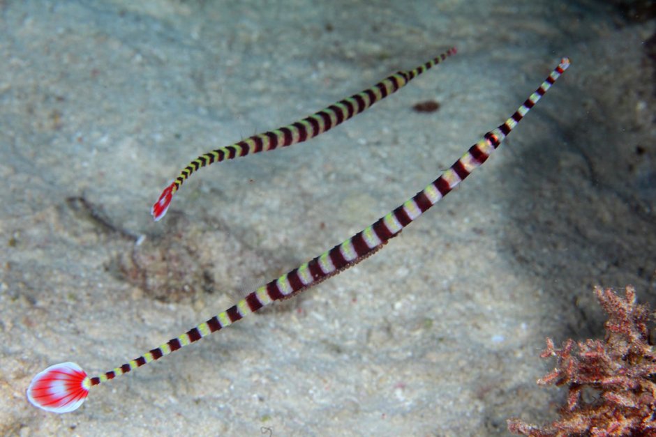 Aulostomus chinensis