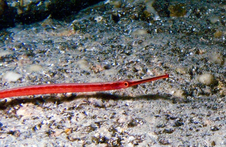 Fistularia commersonii