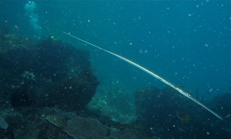 Рыба игла в черном море