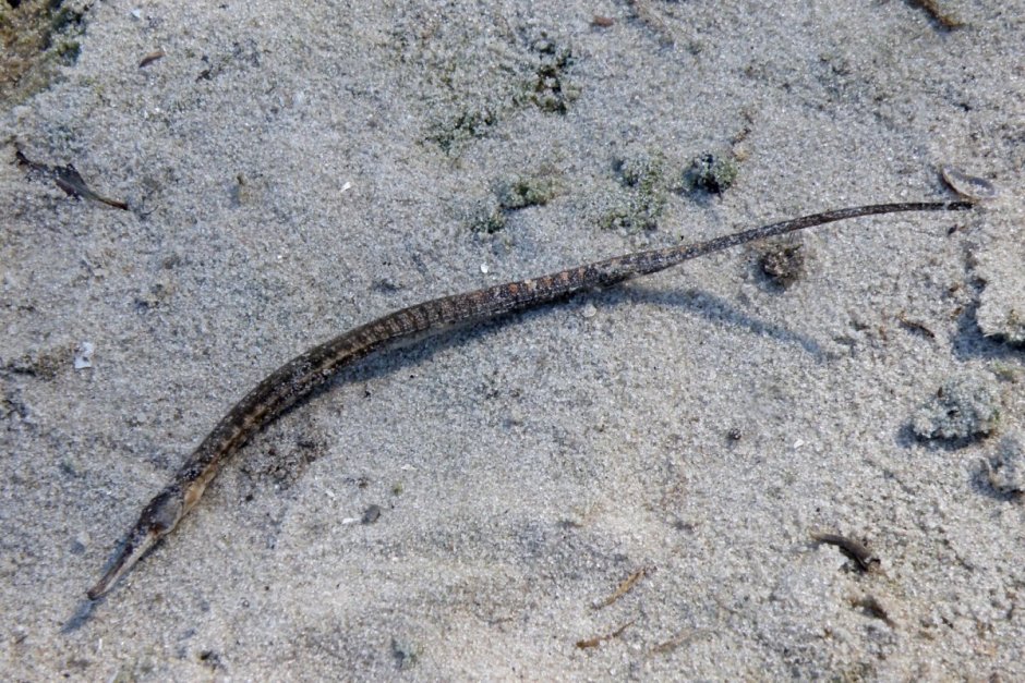 Aulostomus chinensis
