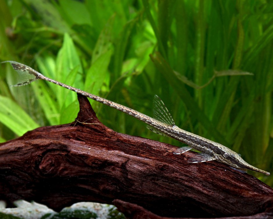 Syngnathus nigrolineatus