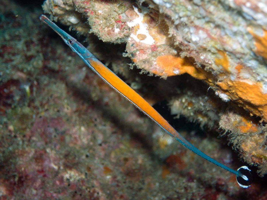 Рыба-игла расчерченная, m /Corythoichthys intestinalis