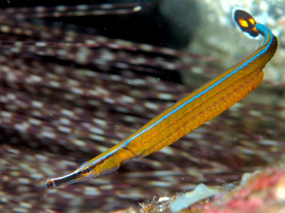 Сарган красное море